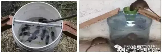 致富经肥猪懒养_懒鼠养殖致富_致富经山鼠养殖