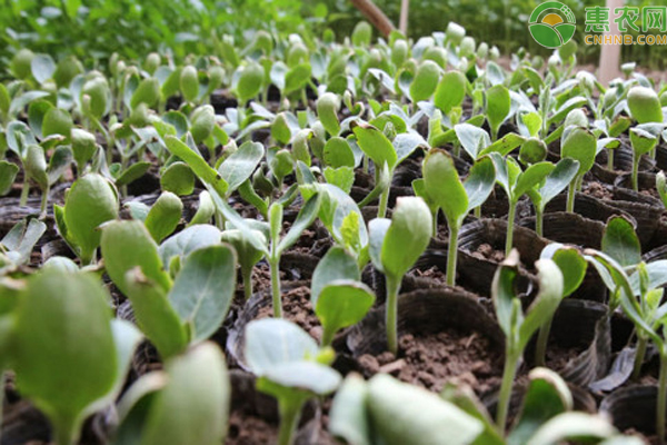 2023十大农业种植致富项目推荐