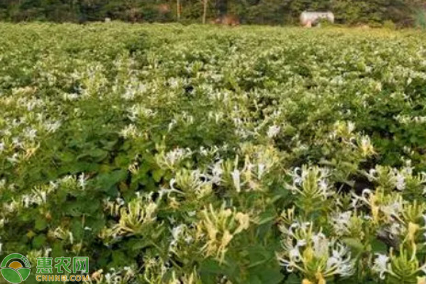 致富种植视频全集_致富项目大全 种植_致富种植大全项目介绍