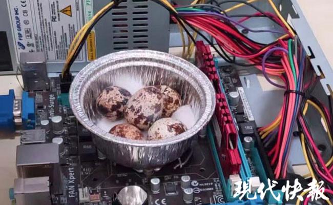 鸵鸟养殖技术视频_鸵鸟养殖户视频_鸵鸟养殖视频播放