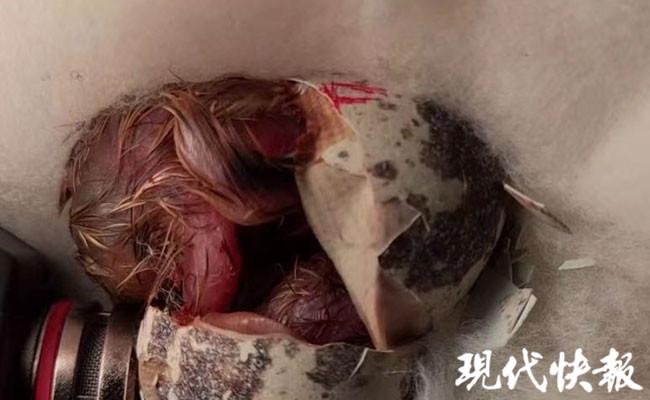 鸵鸟养殖户视频_鸵鸟养殖技术视频_鸵鸟养殖视频播放