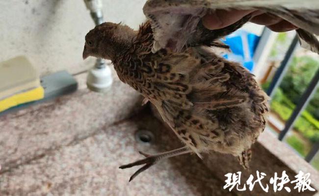 鸵鸟养殖视频播放_鸵鸟养殖技术视频_鸵鸟养殖户视频