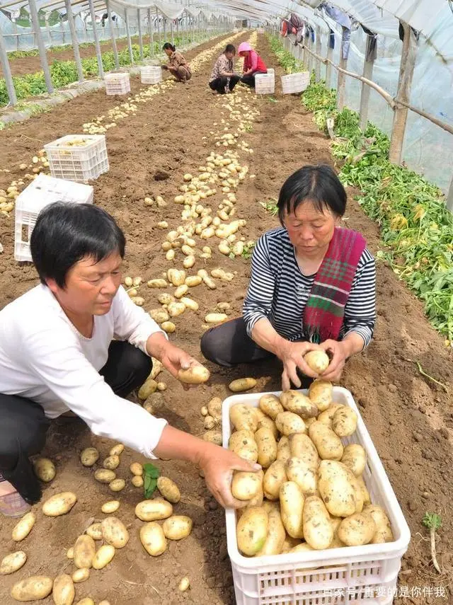 高产土豆种植技术视频_最新土豆种植技术视频_土豆高产栽培技术视频