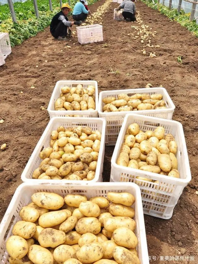 土豆高产栽培技术视频_高产土豆种植技术视频_最新土豆种植技术视频