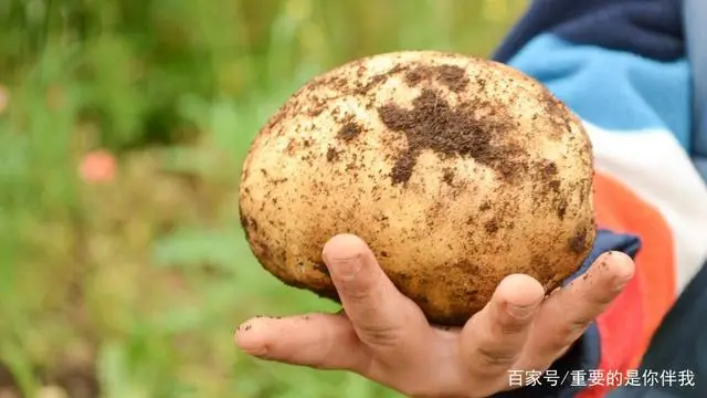 最新土豆种植技术视频_高产土豆种植技术视频_土豆高产栽培技术视频