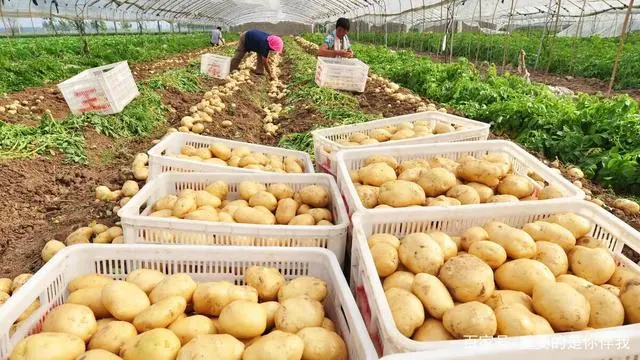 高产土豆种植技术视频_土豆高产栽培技术视频_最新土豆种植技术视频