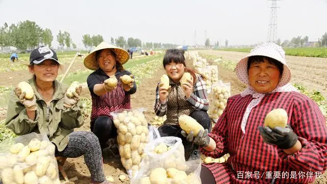 高产土豆种植技术视频_最新土豆种植技术视频_土豆高产栽培技术视频