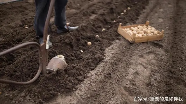 最新土豆种植技术视频_高产土豆种植技术视频_土豆高产栽培技术视频