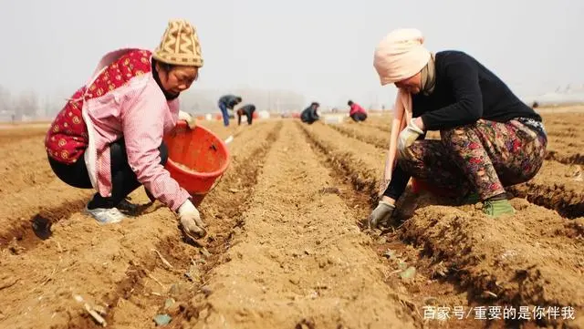 土豆高产栽培技术视频_最新土豆种植技术视频_高产土豆种植技术视频