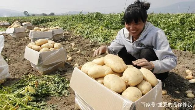高产土豆种植技术视频_最新土豆种植技术视频_土豆高产栽培技术视频