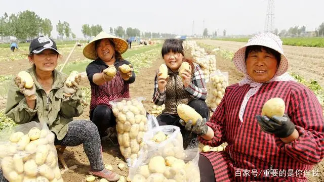 最新土豆种植技术视频_土豆高产栽培技术视频_高产土豆种植技术视频