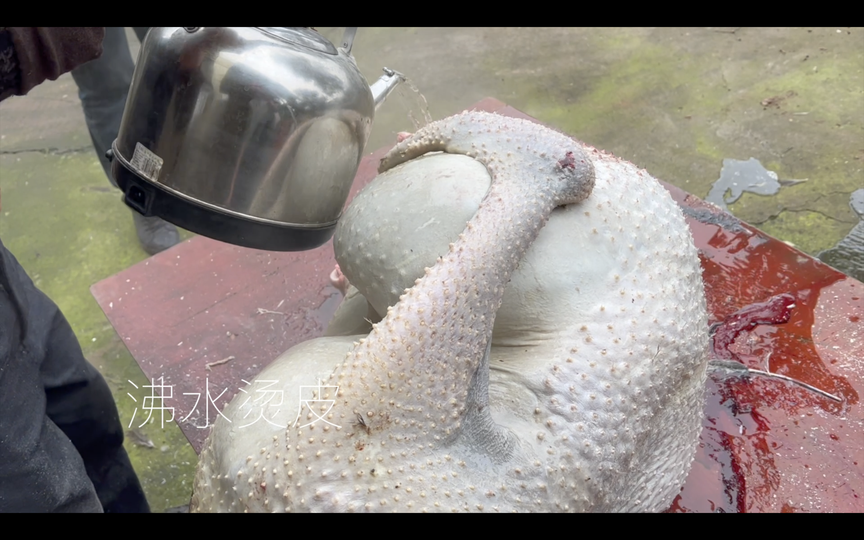 养殖鸵鸟的视频_鸵鸟养殖视频播放_鸵鸟养殖技术视频