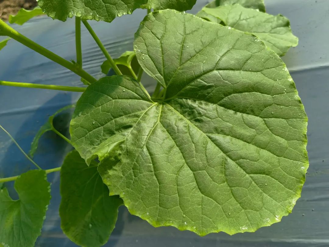 荠菜种植技术视频6_种植荠菜能挣钱吗_种植荠菜走上致富路