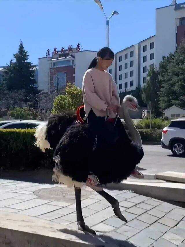 小掌求真｜又飒又拉风！鸵鸟真能成为“私家坐骑”吗？专家回复……