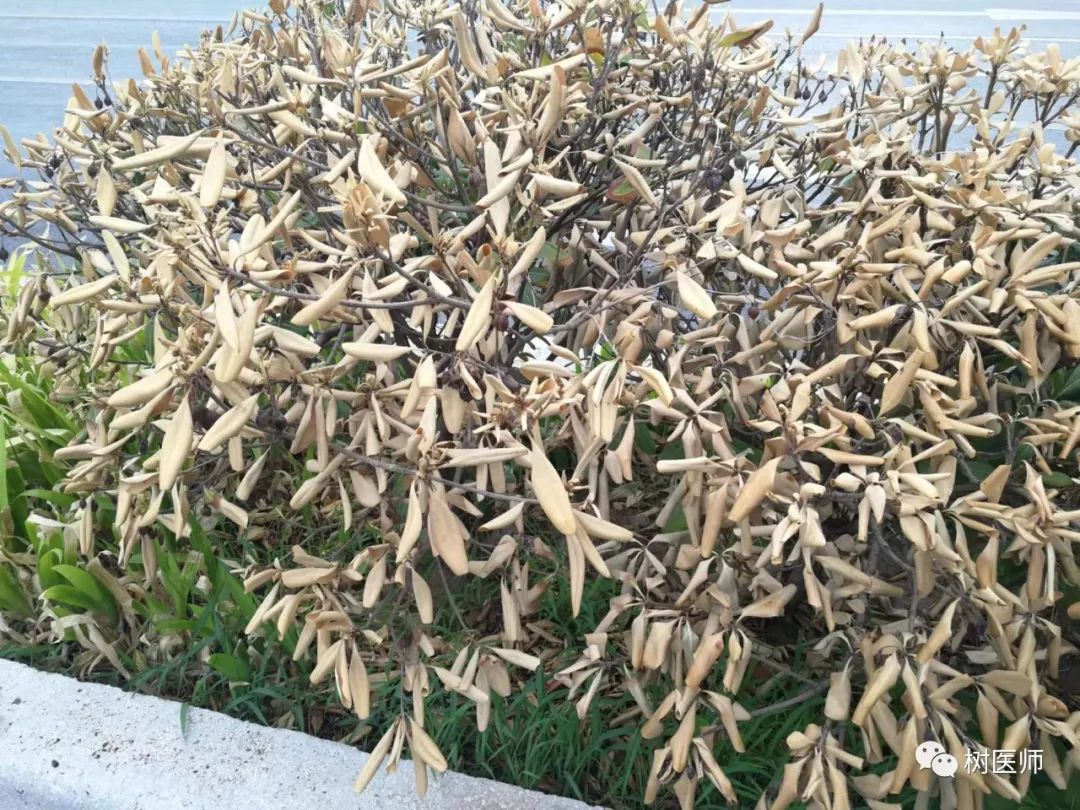 金樱子种植技术视频_金樱子种植技术和管理_金樱子种植技术与管理及效益