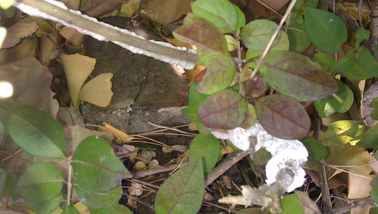 金樱子种植技术视频_金樱子种植技术与管理及效益_金樱子种植技术和管理