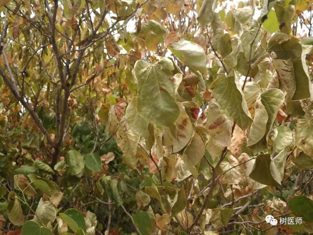 金樱子种植技术和管理_金樱子种植技术与管理及效益_金樱子种植技术视频