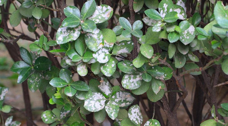 金樱子种植技术视频_金樱子种植技术和管理_金樱子种植技术与管理及效益