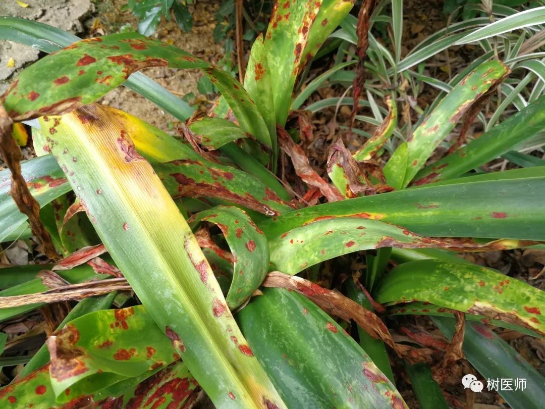 金樱子种植技术和管理_金樱子种植技术与管理及效益_金樱子种植技术视频
