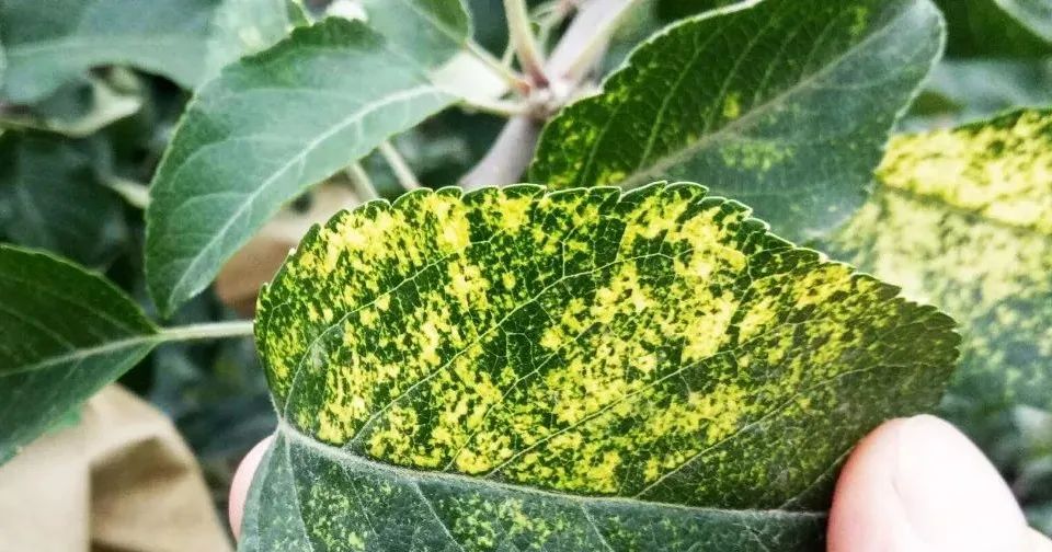 金樱子种植技术视频_金樱子种植技术与管理及效益_金樱子种植技术和管理