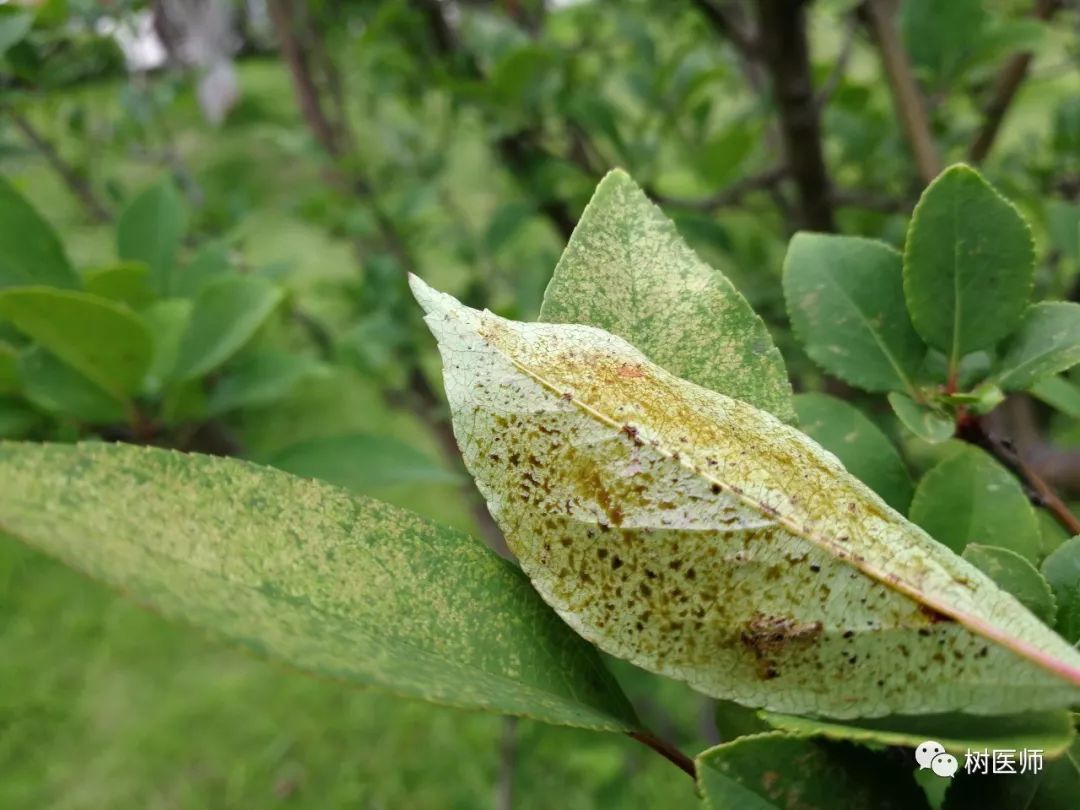 金樱子种植技术视频_金樱子种植技术和管理_金樱子种植技术与管理及效益