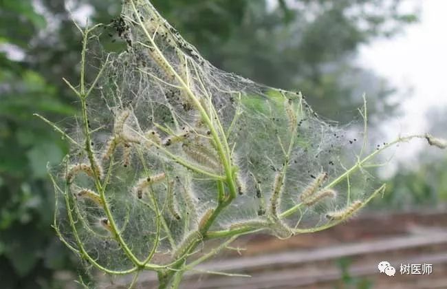 金樱子种植技术与管理及效益_金樱子种植技术视频_金樱子种植技术和管理