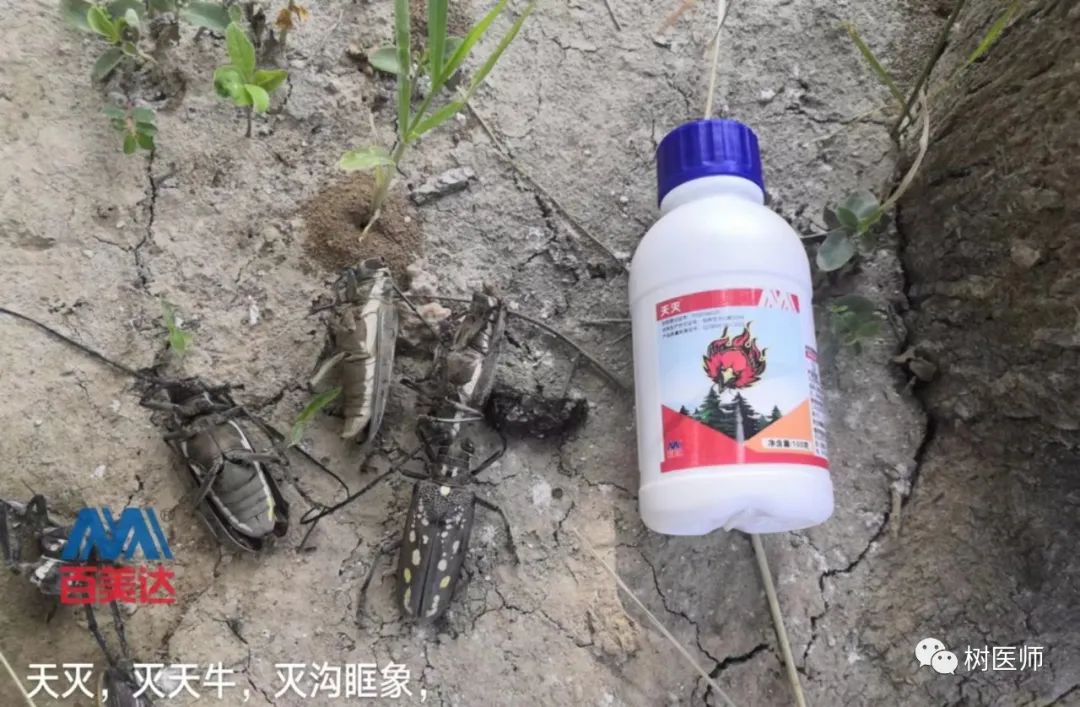 金樱子种植技术与管理及效益_金樱子种植技术和管理_金樱子种植技术视频