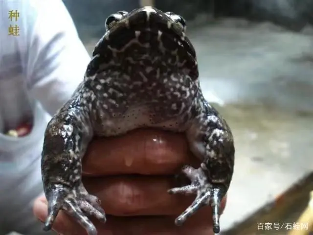 养殖石蛙技术视频_石蛙养殖技术成熟_养殖成熟技术石蛙的优缺点