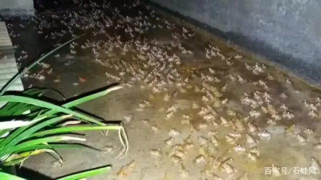 养殖石蛙技术视频_养殖成熟技术石蛙的优缺点_石蛙养殖技术成熟