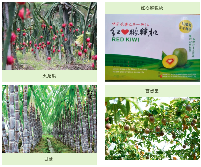 种植金樱子前景怎么样_金樱子种植技术和管理_金樱子种植