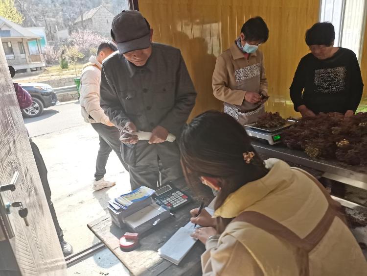 淄博市淄川区昆仑镇马棚村：小椿芽结出“致富经”