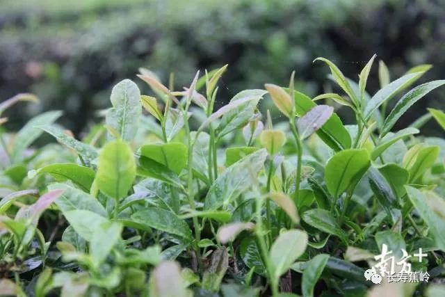 生态种植致富行业_种植业致富项目前景好_致富种植生态行业怎么样