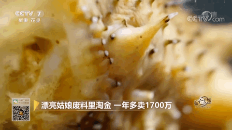 致富经养殖马_养马致富经_农民养马致富