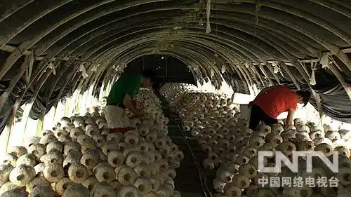 金针茹的做法_致富经金针菇_金针茹工厂 致富经