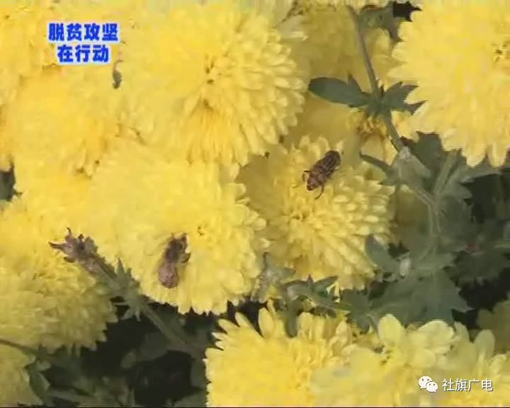菊花种植技术与栽培技术_菊花种植技术视频教程_菊花的种植和技术