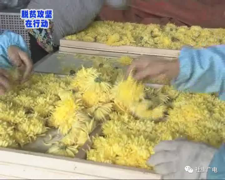 菊花种植技术视频教程_菊花的种植和技术_菊花种植技术与栽培技术