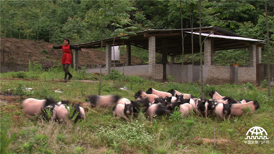 养马致富经_致富经养殖马_致富养殖信息