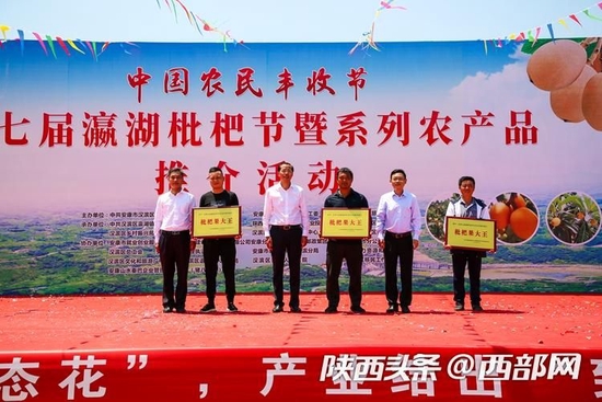 种植果枇杷技术要求_枇杷果怎么种植技术_如何种植枇杷果