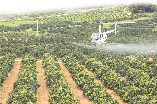 创业种植柑桔致富_种植柑橘赚钱吗_柑橘种植项目建议书