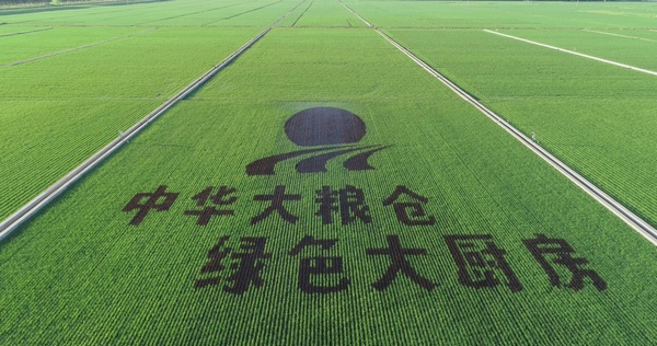 致富野菜种植农民收入多少_致富经野菜种植_农民种植野菜致富