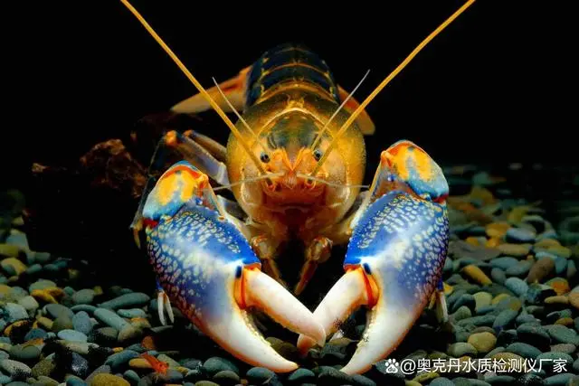 澳洲淡水小龙虾养殖技术_澳洲淡水龙虾养殖周期多久_淡水养殖澳洲龙虾实用技术