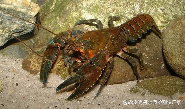 澳洲淡水小龙虾养殖技术_澳洲淡水龙虾养殖周期多久_淡水养殖澳洲龙虾实用技术