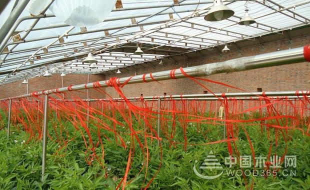 致富果种植图片_致富经种果树_种植致富业