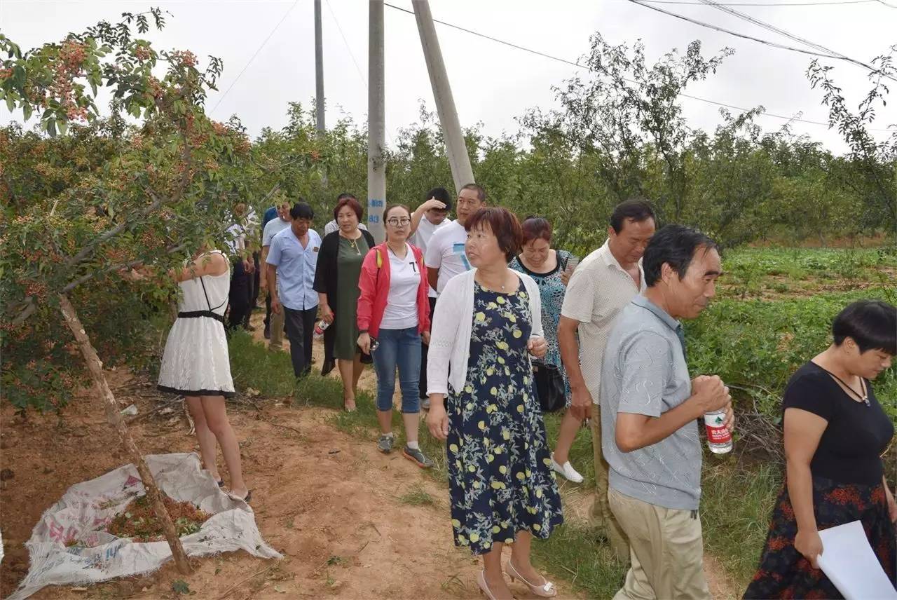 种植中药材群众致富路径_药材种植的致富带头人_中药材致富经