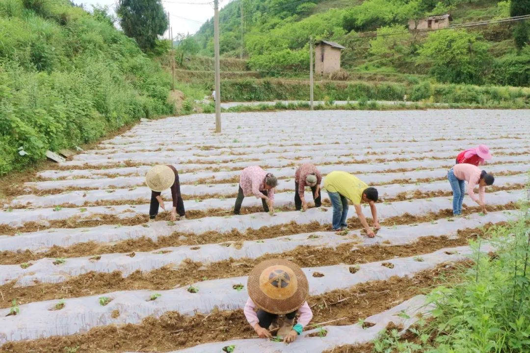 广西辣椒种植_南宁种植辣椒致富_南宁辣椒多少钱一斤