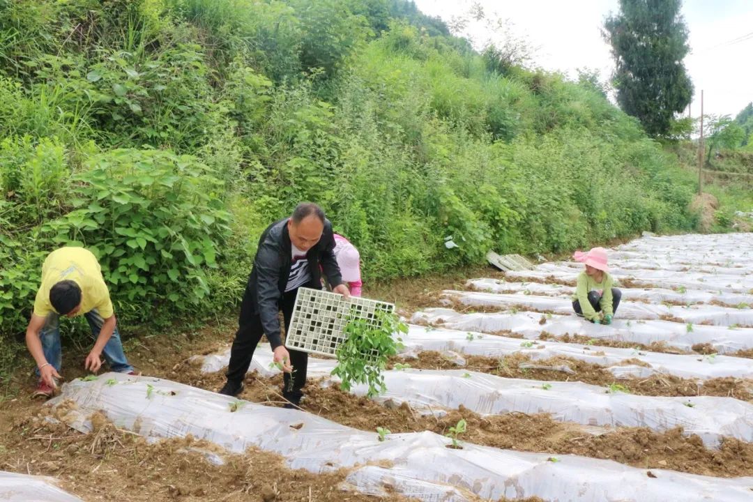 南宁辣椒多少钱一斤_广西辣椒种植_南宁种植辣椒致富
