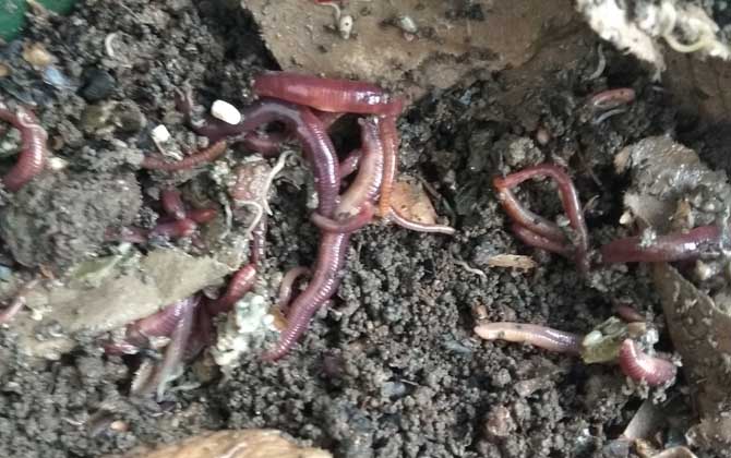 蚯蚓和猪粪的养殖技术_蚯蚓粪养猪实例_猪粪养蚯蚓可行性报告