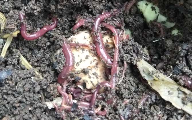 蚯蚓和猪粪的养殖技术_蚯蚓粪养猪实例_猪粪养蚯蚓可行性报告