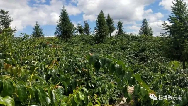 种植钩藤有没有前景_种植钩藤致富_钩藤种植骗局