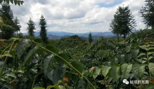 钩藤种植骗局_种植钩藤有没有前景_种植钩藤致富
